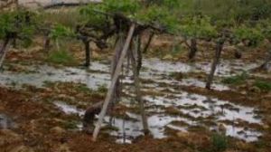Jews dumped sewage on Palestinian cropland