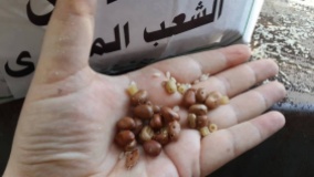 Gaza - insects in Egyptian food aid, have eaten it