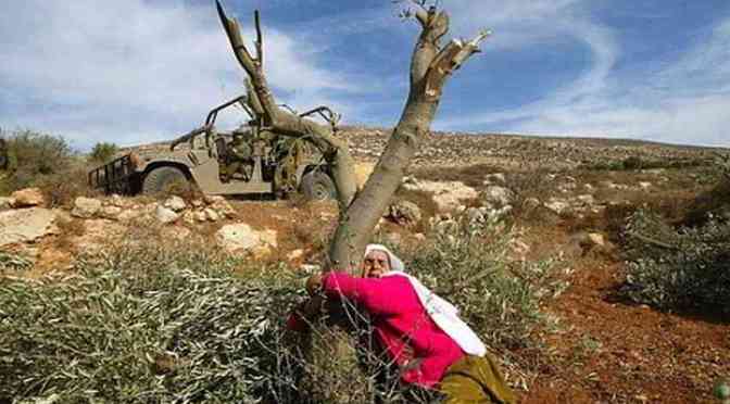 Violent Jewish settler colonists uproot trees near Ramallah